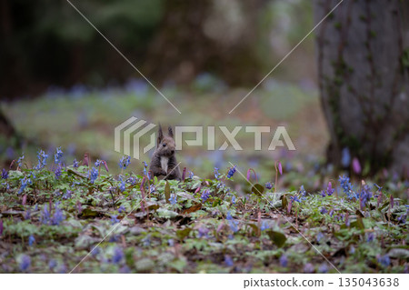蝦夷紫堇和蝦夷松鼠 蝦夷紫堇和蝦夷松鼠 135043638