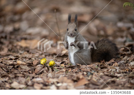 Adonis and Ezo squirrels 135043688