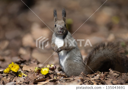 Adonis and Ezo squirrels 135043691