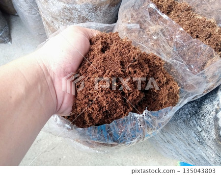 Hand Holding Raw Brown Cocopeat Fiber Coconut Husk Substrate for Hydroponics and Planting 135043803