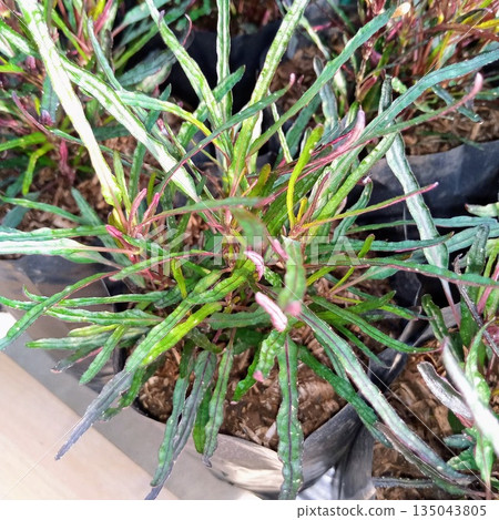 Narrow Leaf Croton Codiaeum Variegatum Punctatum Plant in Nursery Polybag for Landscaping Narrow Leaf Croton Codiaeum Variegatum Punctatum Plant in Nursery Polybag for Landscaping 135043805