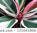 Macro Detail of Stromanthe Sanguinea Triostar Foliage with Pink and Green Variegation 135043806