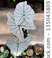 Caladium White Christmas Plant with Large White Heart Shaped Leaves and Green Veins 135043809