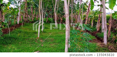 Mixed Tropical Plantation with Rubber Trees Banana and Cassava Plants in Rural Farm 135043810