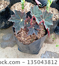 Star Begonia Black Velvet Potted Plant with Hairy Red Stems and Jagged Dark Leaves 135043812
