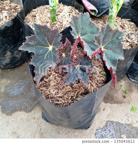 Star Begonia Black Velvet Potted Plant with Hairy Red Stems and Jagged Dark Leaves 135043812