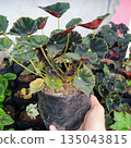 Potted Begonia Rex Plant with Dark Green and Burgundy Leaves in Nursery Garden Setting 135043815