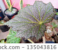 Textured Rex Begonia Leaf Close Up Showing Intricate Veins and Silver Speckled Pattern 135043816