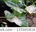 Variegated Alocasia Leaf with White and Green Marbled Pattern Rare Tropical Houseplant 135043818