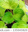Bright Lime Green Begonia Rex Foliage Close Up Vibrant Tropical Houseplant Leaves in White Pot 135043820