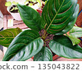 Aglaonema Rotundum Hybrid Houseplant with Dark Green Glossy Leaves and Pink Vein Lines 135043822