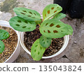 Maranta Leuconeura Kerchoveana Rabbit's Foot Prayer Plant in White Ceramic Pot 135043824