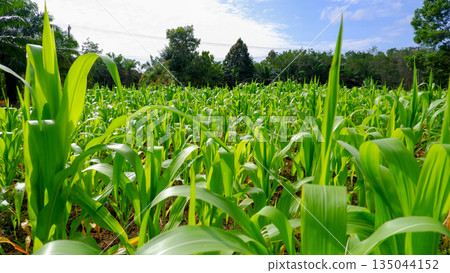 Close Up View of Young Corn Plant Leaves in Farmland 135044152