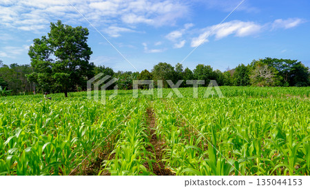 Vast Maize Field Landscape with High Tree and Blue Sky 135044153