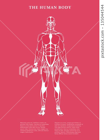 Hhuman body on white background Hhuman body on white background 135044544