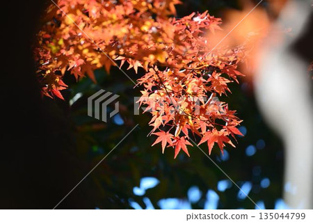 日本的秋色 135044799
