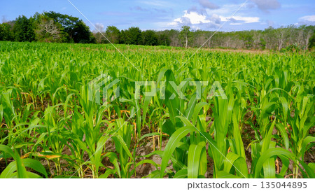 Lush Green Corn Field Plantation with Blue Sky Background Lush Green Corn Field Plantation with Blue Sky Background 135044895