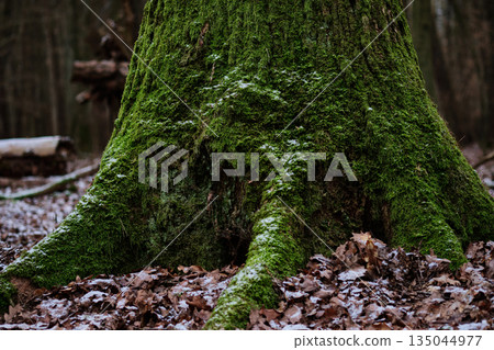 A large, old tree trunk is covered in lush green moss. The base of the tree and exposed roots sit amongst fallen leaves dusted with light snow in the wooded area 135044977