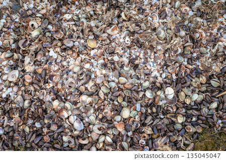 Colorful sea shells and fragments covering sandy beach in natural chaotic texture. Natural background for ocean-themed designs, marine textures or eco concepts 135045047