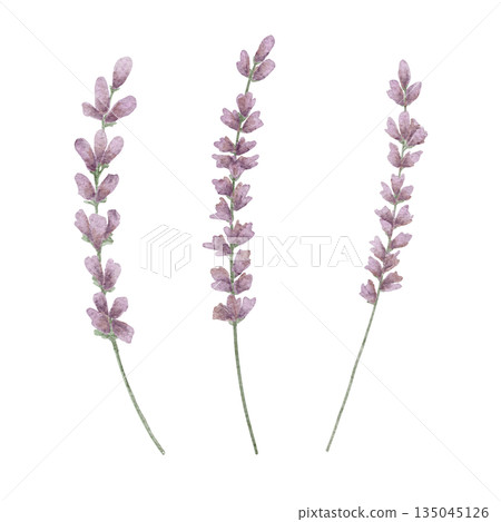 Lavender sprigs in soft purple and green shades, watercolor clipart. Great for Valentine floral designs, wedding stationery, packaging decor, textile patterns, and botanical merchandise Lavender sprigs in soft purple and green shades, watercolor clipart. Great for Valentine floral designs, wedding stationery, packaging decor, textile patterns, and botanical merchandise 135045126