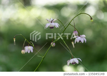 Forest fairy shrimp Forest fairy shrimp 135045149