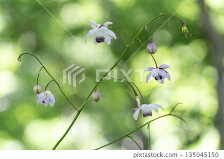 Forest fairy shrimp Forest fairy shrimp 135045150
