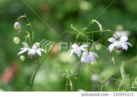 Forest fairy shrimp Forest fairy shrimp 135045151