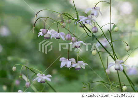 森林仙女蝦 135045153