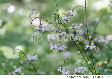 森林仙女蝦 森林仙女蝦 135045154