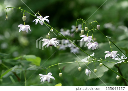 Forest fairy shrimp Forest fairy shrimp 135045157