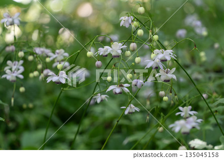 Forest fairy shrimp Forest fairy shrimp 135045158