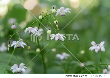 Forest fairy shrimp Forest fairy shrimp 135045159