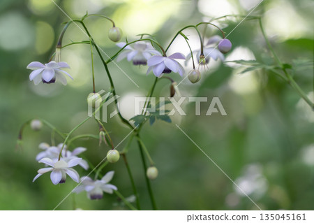 Forest fairy shrimp Forest fairy shrimp 135045161