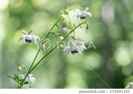 Forest fairy shrimp Forest fairy shrimp 135045165