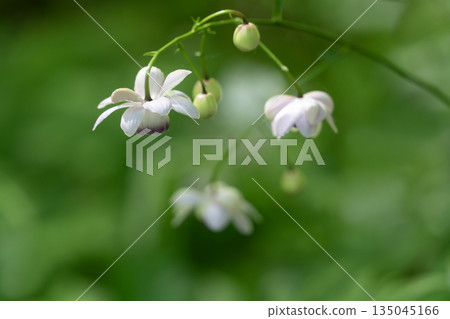 Forest fairy shrimp Forest fairy shrimp 135045166