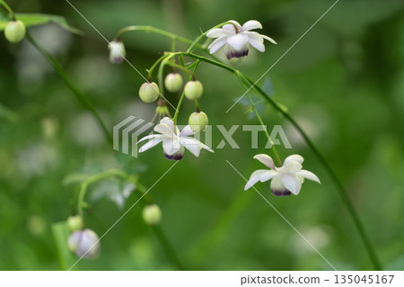 森林仙女蝦 135045167