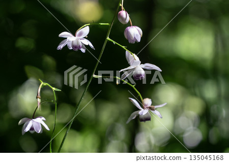 森林仙女蝦 森林仙女蝦 135045168