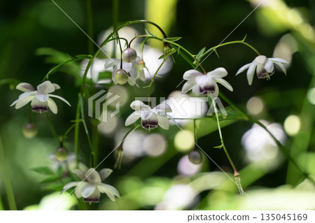 Forest fairy shrimp Forest fairy shrimp 135045169
