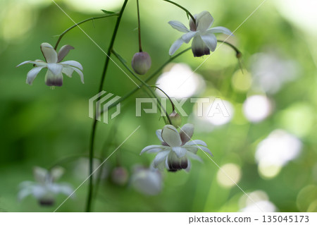 Forest fairy shrimp Forest fairy shrimp 135045173