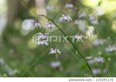 Forest fairy shrimp Forest fairy shrimp 135045178