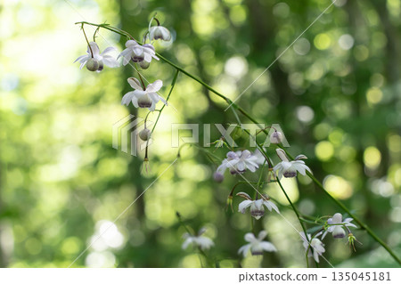 森林仙女蝦 135045181