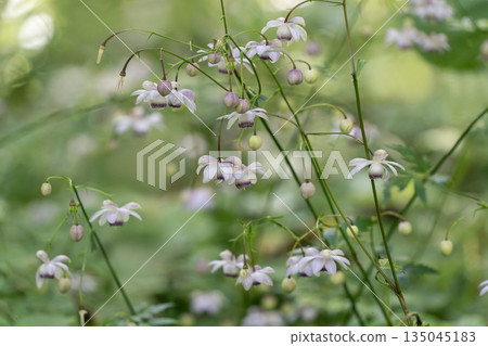 森林仙女蝦 森林仙女蝦 135045183