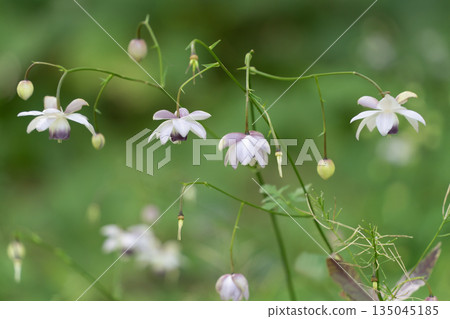 Forest fairy shrimp Forest fairy shrimp 135045185