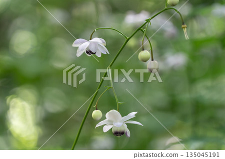 Forest fairy shrimp 135045191