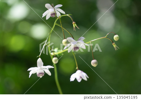 森林仙女蝦 森林仙女蝦 135045195