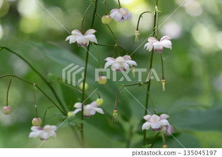 森林仙女蝦 135045197