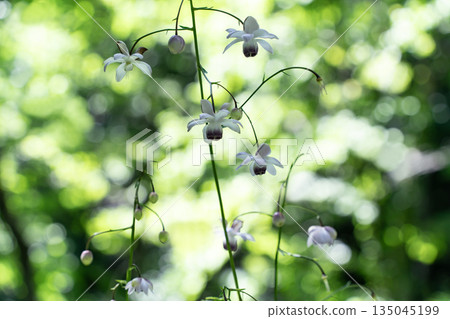 森林仙女蝦 135045199