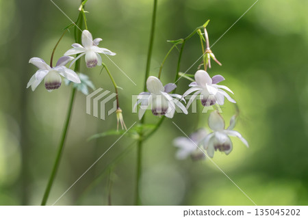 Forest fairy shrimp Forest fairy shrimp 135045202