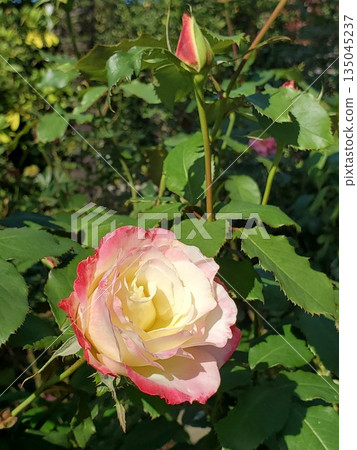 Double Delight in full bloom at Yatsu Rose Garden - Vertical 2 Double Delight in full bloom at Yatsu Rose Garden - Vertical 2 135045237