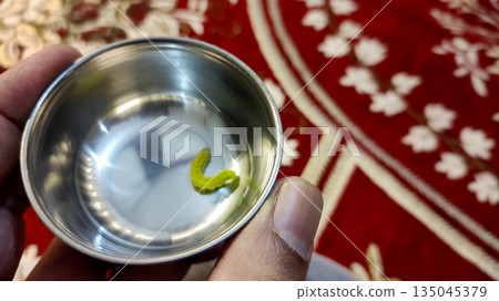 Green Caterpillar in Steel Bowl Close Up 135045379